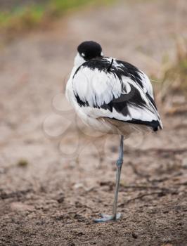 Pied avocet: sleeping wader on the river bank