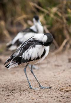 Pied avocets in the morning: waders cleaning and scraoeing themselves