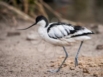Wader: black and white Pied avocet on the beach