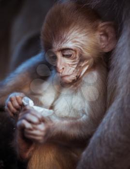 Portrait of cute Rhesus macaque baby. Captured in Nepal
