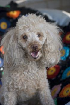 Royalty Free Photo of a Poodle