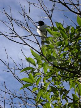 Royalty Free Clipart Image of a Butcherbird in a Tree