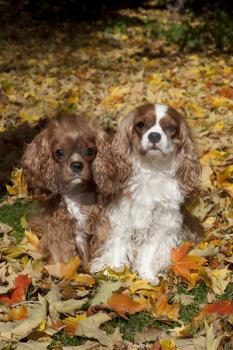 Royalty Free Photo of a Cavalier King Spaniel Pups