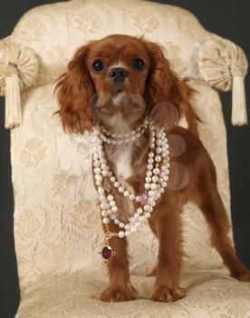 Royalty Free Photo of a King Charles Spaniel Pup