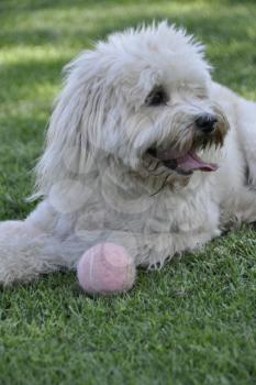 Royalty Free Photo of a Shaggy Dog With a Ball Outside