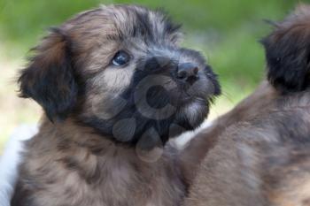 Royalty Free Photo of a Wheaten Terrier Pup