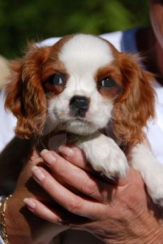 Royalty Free Photo of a Cavalier King Charles Puppy