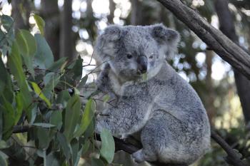 Royalty Free Photo of a Koala Bear