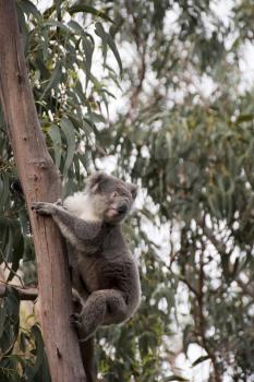 Royalty Free Photo of a Koala in a Tree