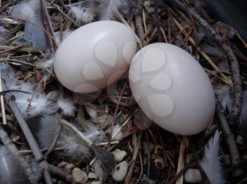 Royalty Free Photo of Pigeon Eggs