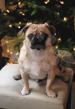 Royalty Free Photo of a Pug Beside a Christmas Tree