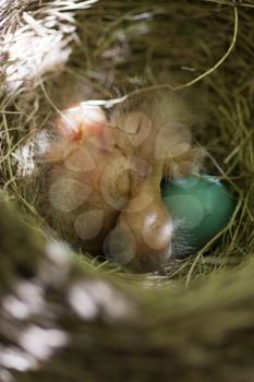 Royalty Free Photo of a Robin's Nest