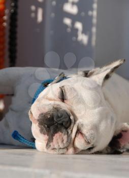 Royalty Free Photo of a Sleeping Bulldog