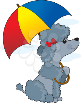 Royalty Free Clipart Image of a Poodle With an Umbrella