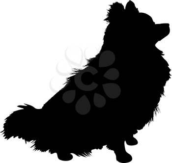 Royalty Free Clipart Image of a Pomeranian