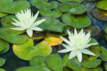Royalty Free Photo of Water Lilies