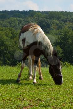 Royalty Free Photo of a Horse