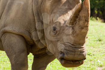 Royalty Free Photo of a Rhino's Head