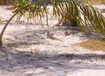 Royalty Free Photo of a Palm and Lizard on a Tropical Beach
