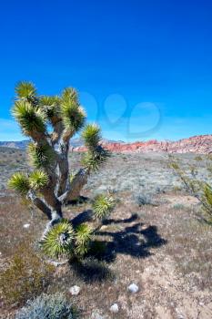 View of dry landscape and red rock formations of the Mojave Desert..