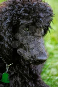 A portrait of a cute black poodle puppy with expressive eyes on a green grassy lawn.