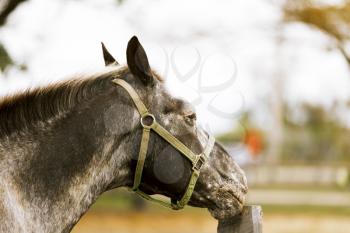 Racehorse portrait on the farm.