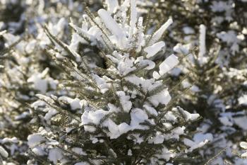 Snow covered Christmas Tree forest.