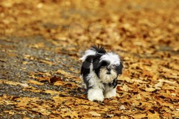 Shih Tzu puppy playing in the fallen leaves.