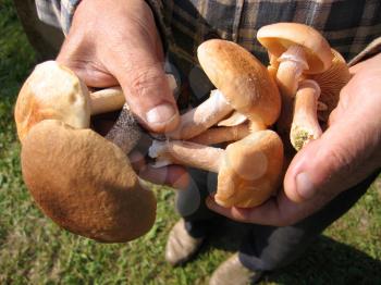 eatable mushrooms in a hands