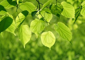 close-up of fresh green leaves glowing in sunlight