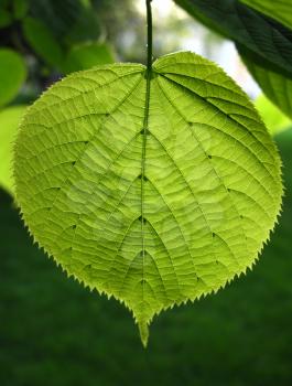 green leaf of linden tree glowing in sunlight