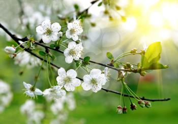 branch of a blossoming tree with beautiful white flowers