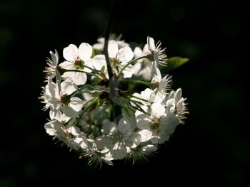 branch of blossoming tree with white flowers covered by a sunlight on black