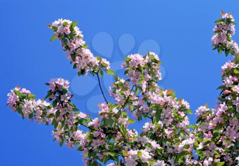branch of blossoming tree with pink flowers on blue sky background