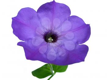 closeup of petunia flower isolated on white