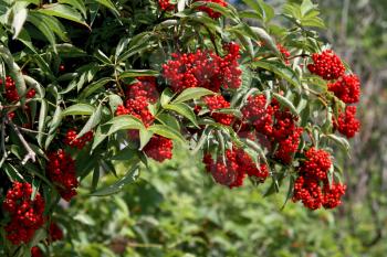 bush with clusters of red berries - elderberries