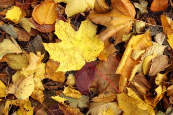 autumn bright dry leaves background