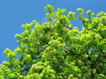 blossoming mountain ash on a blue sky background                    