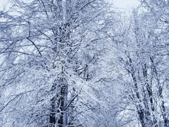 branches of trees covered with a snow
