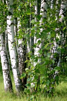 branch of a birch tree with green foliage on a summer forest