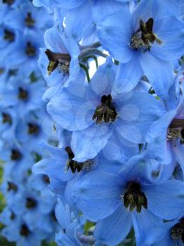 closeup picture of beautiful blue delphinium flowers
