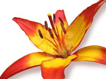 closeup yellow and red lily flower isolated on white