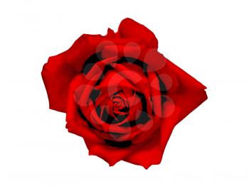 close up of beautiful red rose on white background