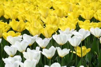 beautiful white and yellow tulips glowing in sunlight