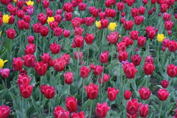 red and yellow beautiful tulips background
