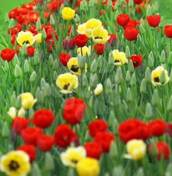 many beautiful red and yellow tulips 