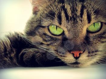 portrait of green-eyed cat                                      