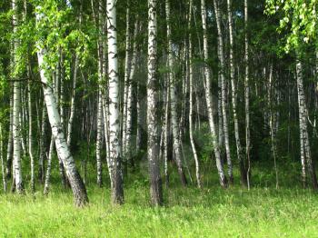 birch trees in a summer forest                               