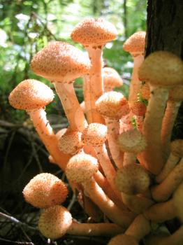 closeup of eatable mushrooms (honey agarics) growing at tree