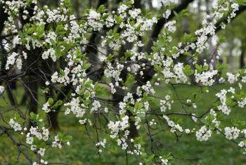 branch of a blossoming tree with white flowers